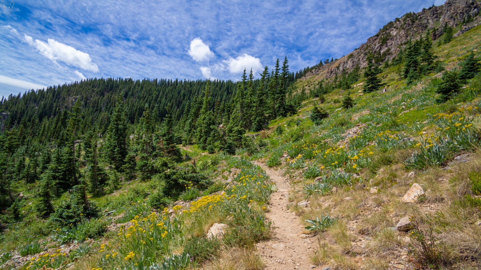 A narrow dirt trail climbs across a steep green mountainside scattered with yellow wildflowers. Dark spruce-fir forest lines the slope below a rocky ridge and a bright blue sky brushed with thin white clouds.