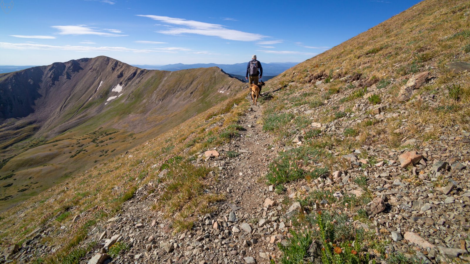 A hiker and his dogs walk along a narrow rocky trail cut into a steep alpine slope. Pink wildflowers and loose stones line the path, while beyond lies a jagged mountain ridge.