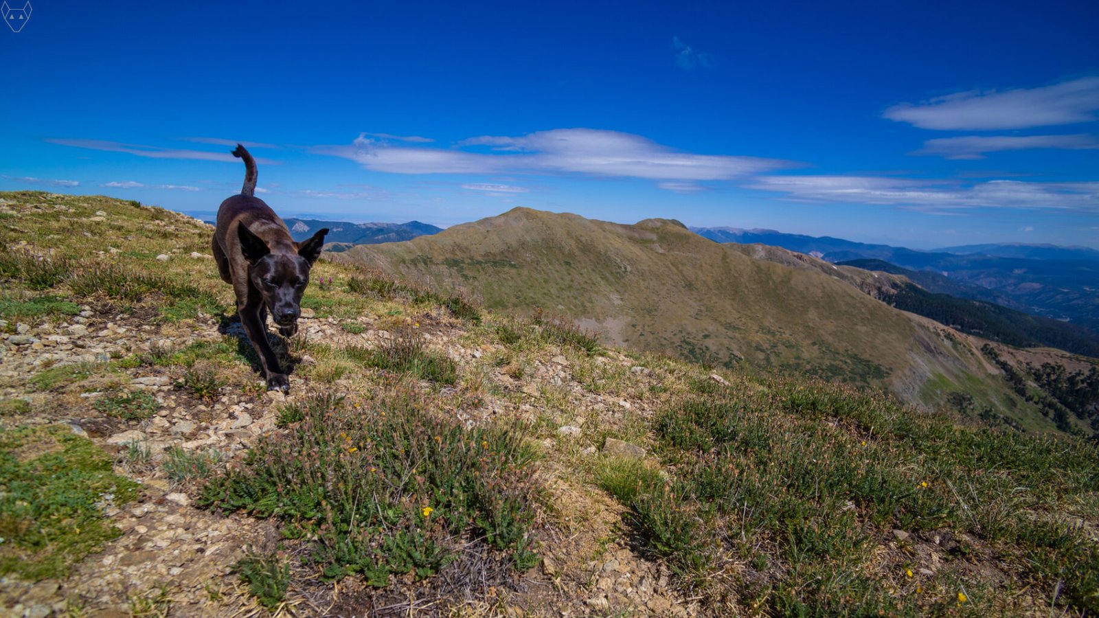 A black dog trots toward the camera across a high alpine ridge: a rock in her mouth, tail raised and ears forward. The serpent lurks in the distance while even further, hazy mountains and long white clouds stretch beneath a deep blue sky.