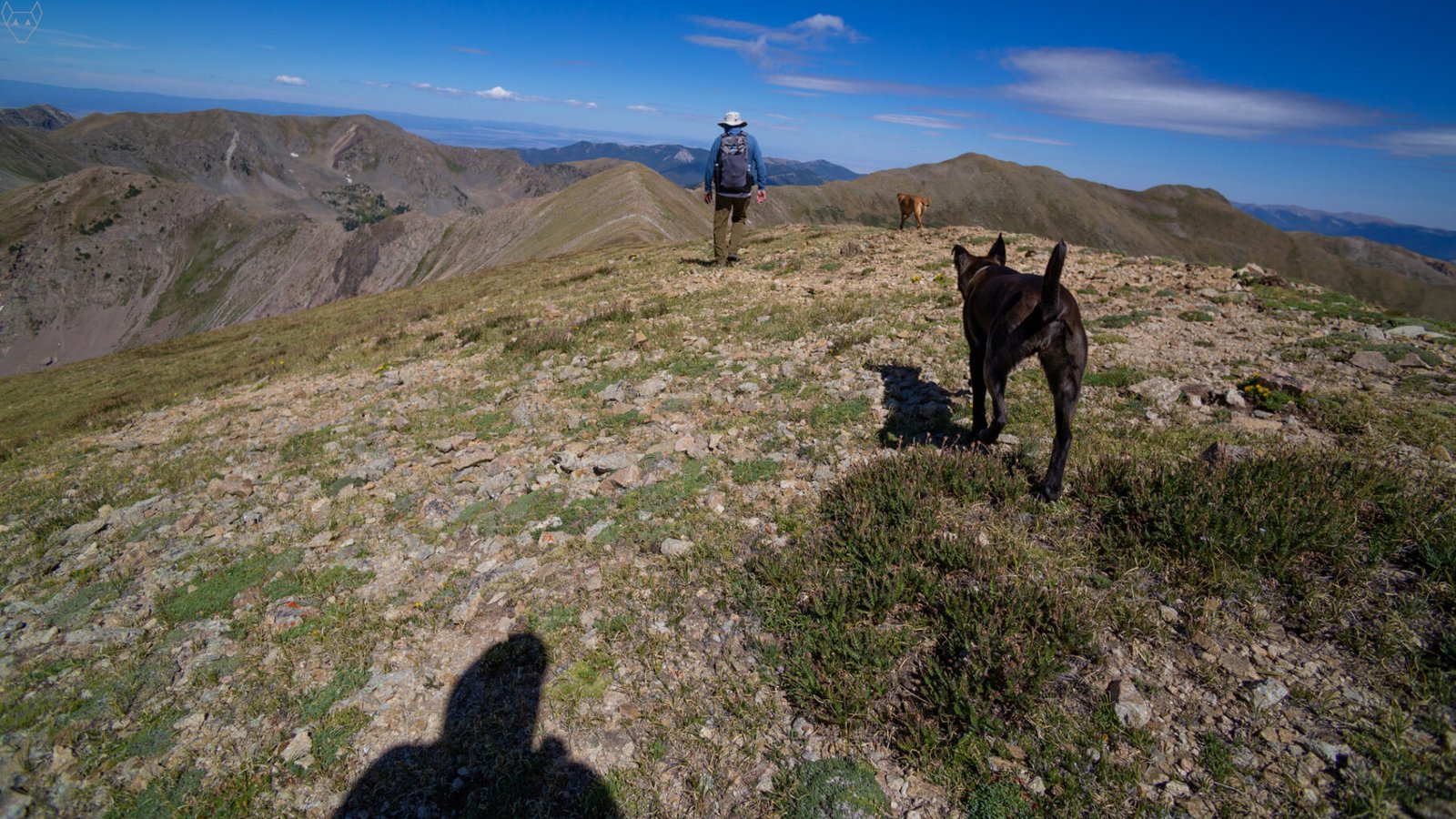 A hiker, two dogs, and the shadow of another hiker walk across an alpine summit ridge. The trail is rocky, but plant life still flourishes. In the distance, steep slopes of the Southern Rocky Mountains lay beneath a deep blue sky. Wind swept clouds rush by.