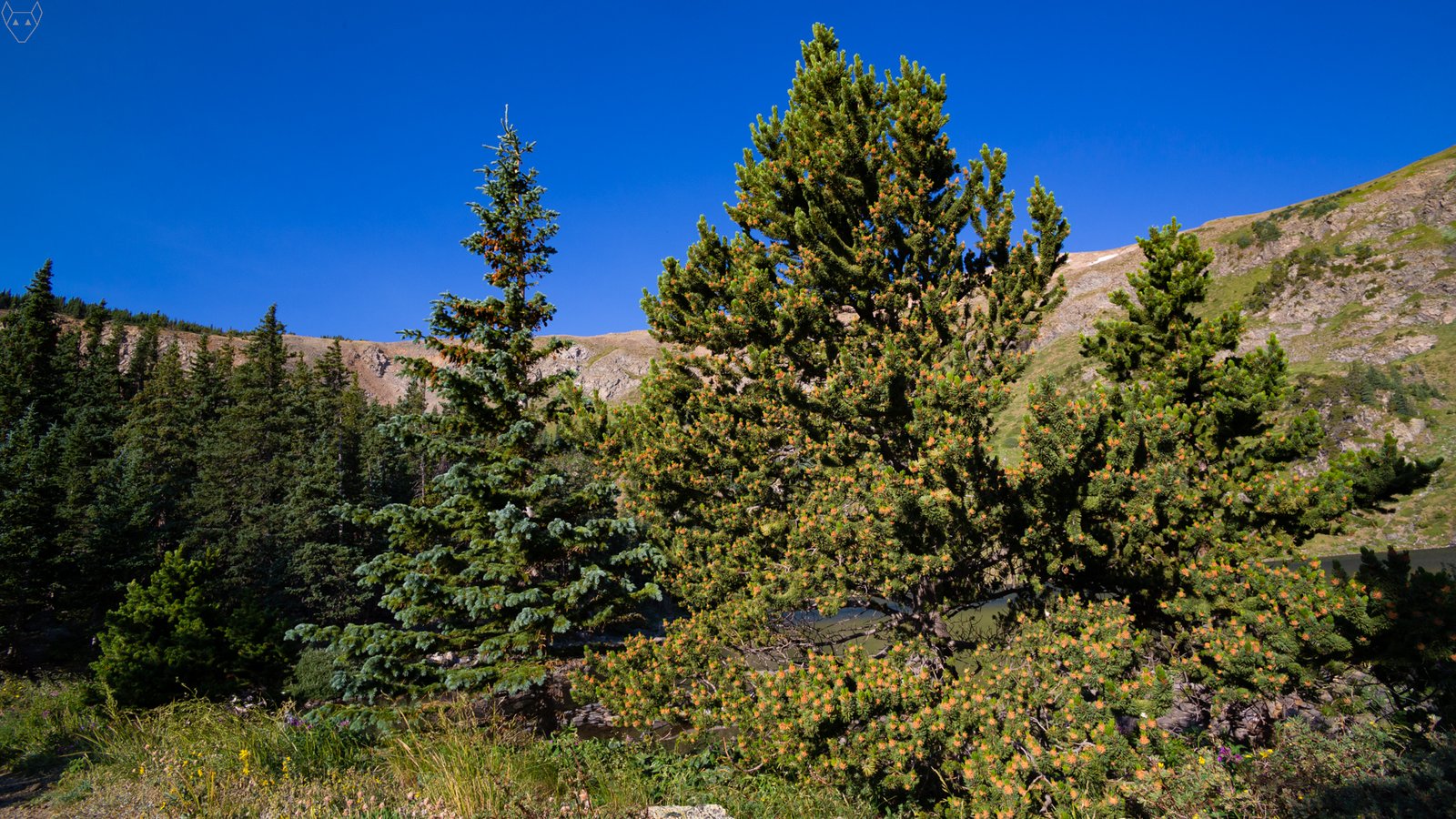 A Rocky Mountain bristlecone pine fills the foreground. The needles grown in dense groups all the way around the branches like the puffed-up tail of a cat. The branches are also laden with male pollen cones at peak maturity. Here, a mixed-conifer forest,steep rocky slopes, and a small alpine lake live under a deep blue sky.