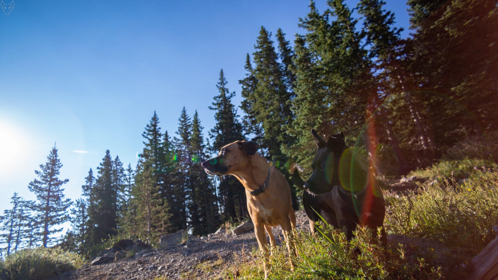 Two dogs stand on a rocky trail in morning sun, with dark spruce trees rising behind them. One tan dog looks off camera while a darker dog stands partly in shadow, caught in warm lens flare.