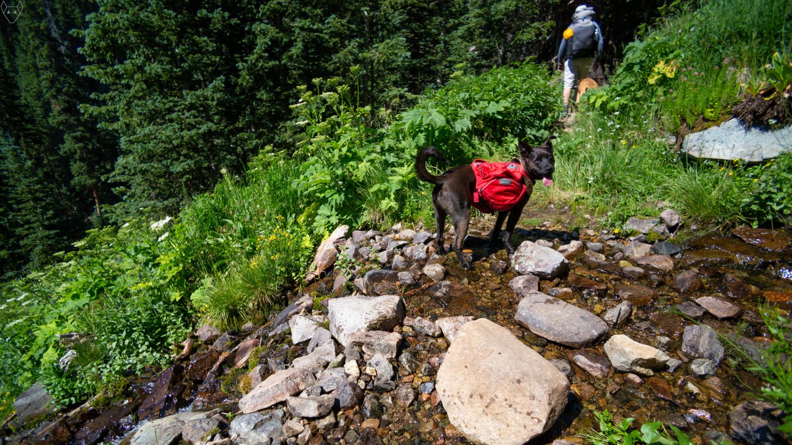 A black dog wearing a bright red pack stands in a shallow rocky stream on a steep green trail. A hiker and a tan dog climb ahead through dense wild plants, with dark spruce-fir forest dropping away below.